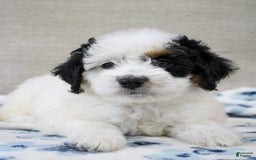 Mini Bernedoodle dogs for sale: Lennon - Image 30