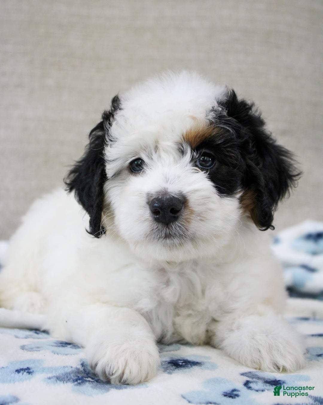 Mini Bernedoodle dogs for sale: Lennon - Image 30