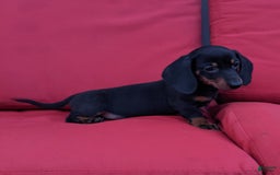 Miniature Dachshund dogs for sale: Freddie - Image 14