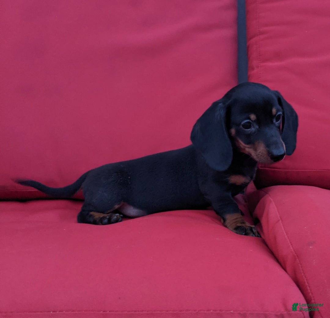 Miniature Dachshund dogs for sale: Freddie - Image 14