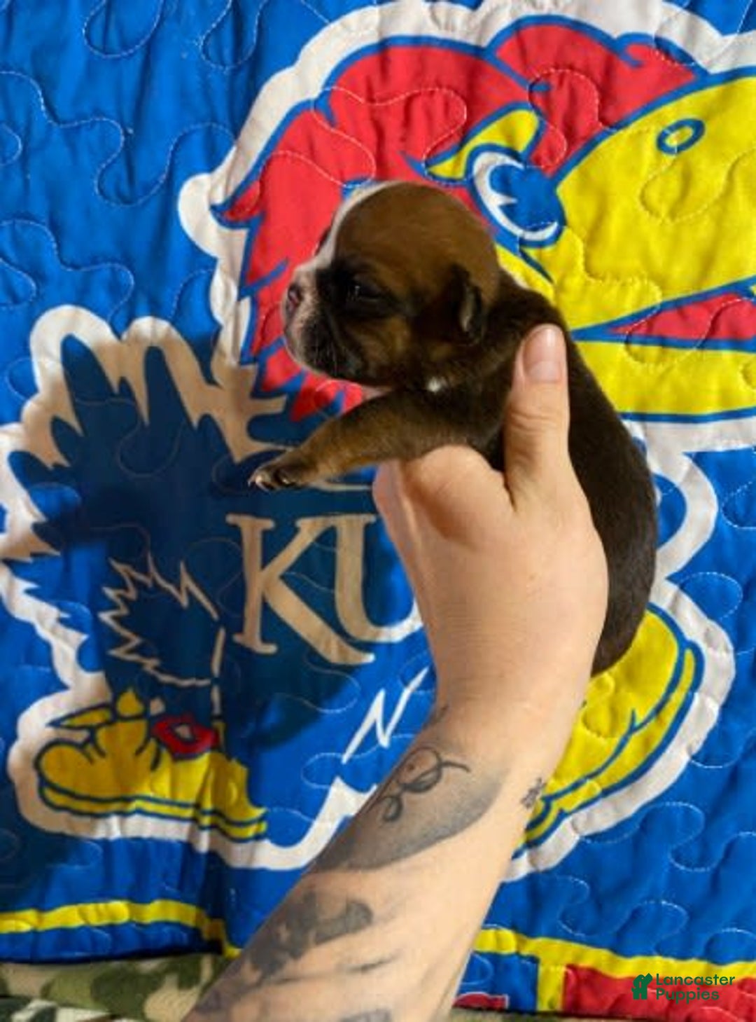 American Bulldog dogs for sale: Tiny Tim - Image 3