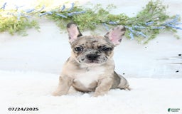 French Bulldog dogs for sale: Tracie - Image 3
