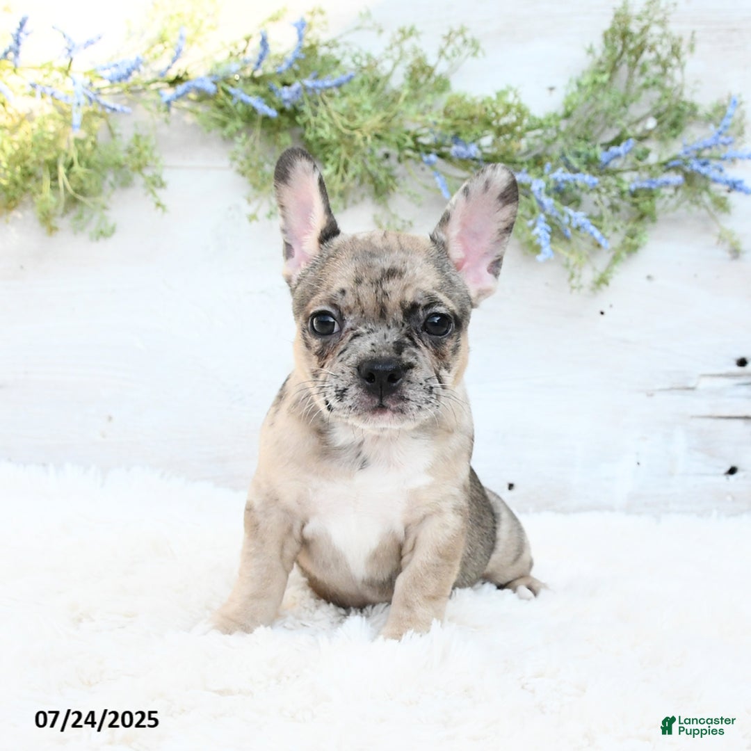 French Bulldog dogs for sale: Tracie - Image 3