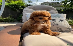 Cavapoo dogs for sale: Cavapoo 2 puppies - Image 4