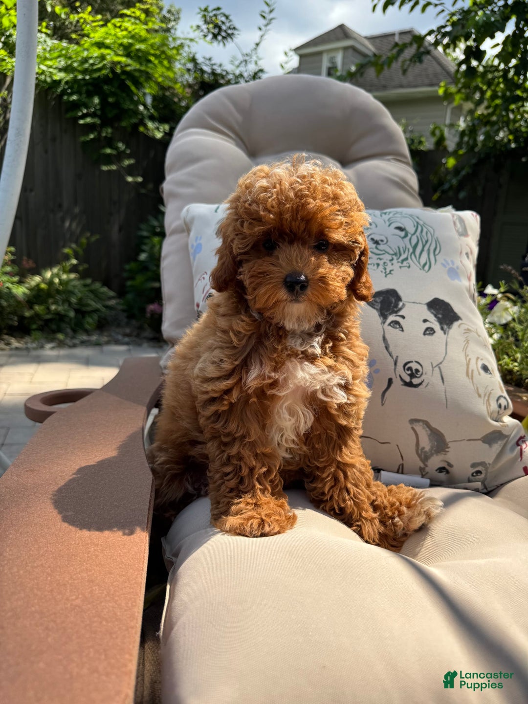 Cavapoo dogs for sale: Cavapoo 2 puppies - Image 4