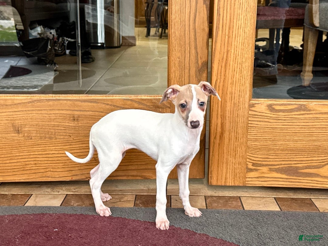 Italian Greyhound dogs for sale: Cindy - Image 10