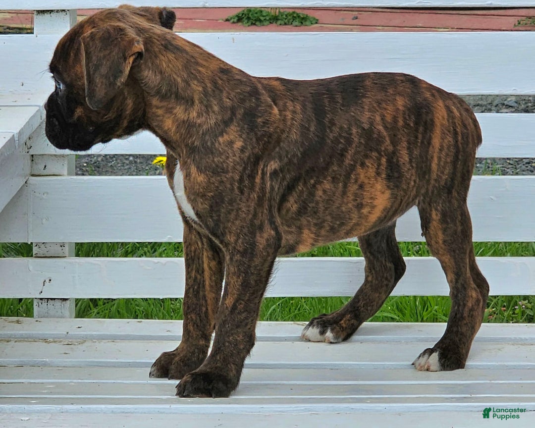 Boxer dogs for sale: Beautiful European Health Tested Parents - Listing for pets: Beautiful European Health Tested Parents, Brady European Boxer health tested, Cream De Coco, Lilly European - Image 9