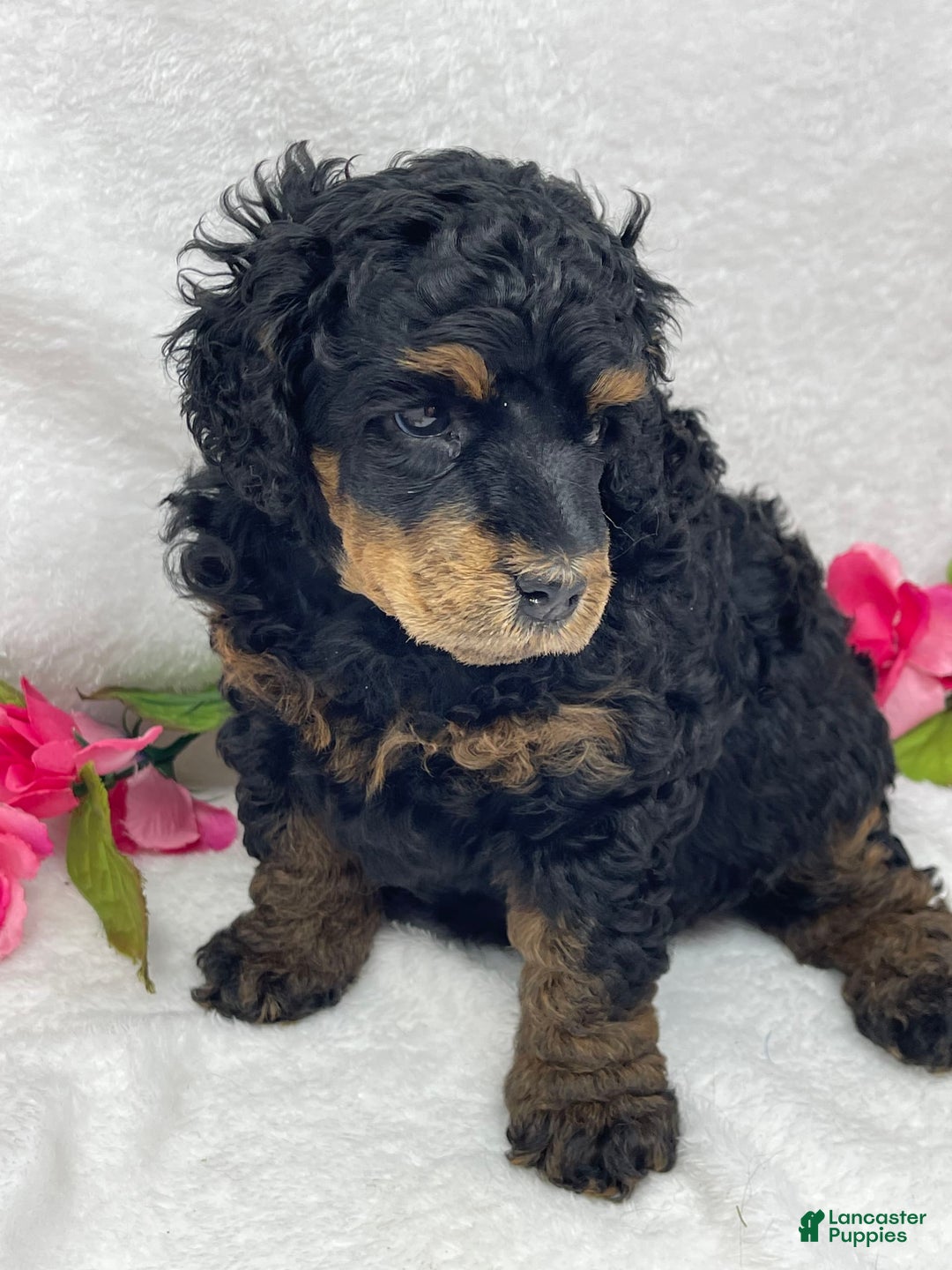 Standard Poodle dogs for sale: Emily - Image 4