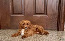 Cavapoo dogs for sale: Jake F1 - Image 3