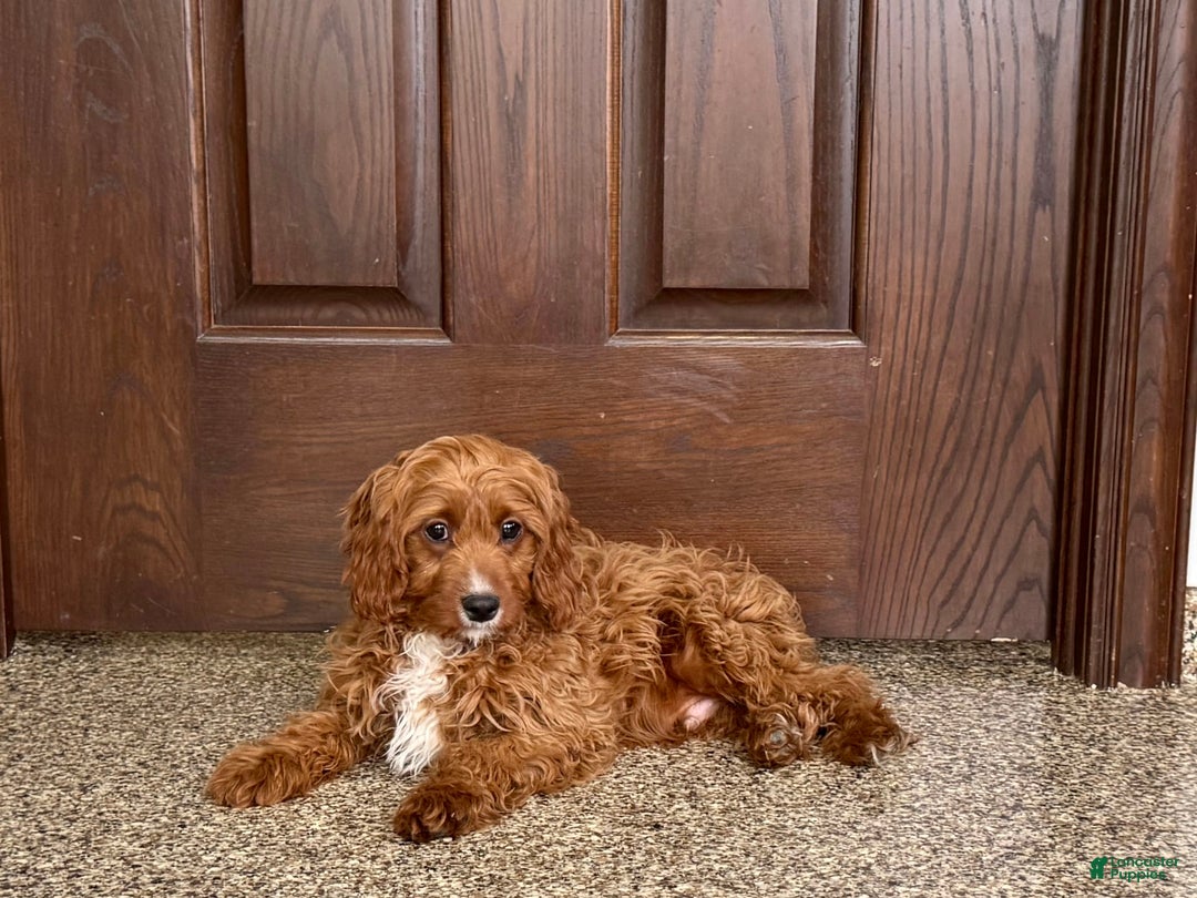 Cavapoo dogs for sale: Jake F1 - Image 3