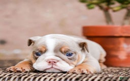 English Bulldog dogs for sale: Lexie - Image 15