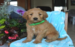 Goldendoodle dogs for sale: Patty - Image 15