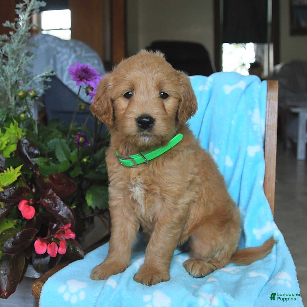 Goldendoodle dogs for sale: Patty - Image 15