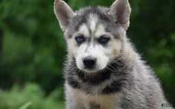 Gerberian Shepsky dogs for sale: Jude - Image 2