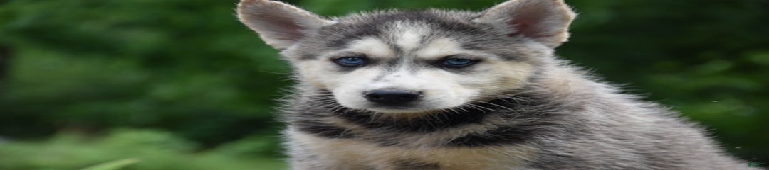 Jude