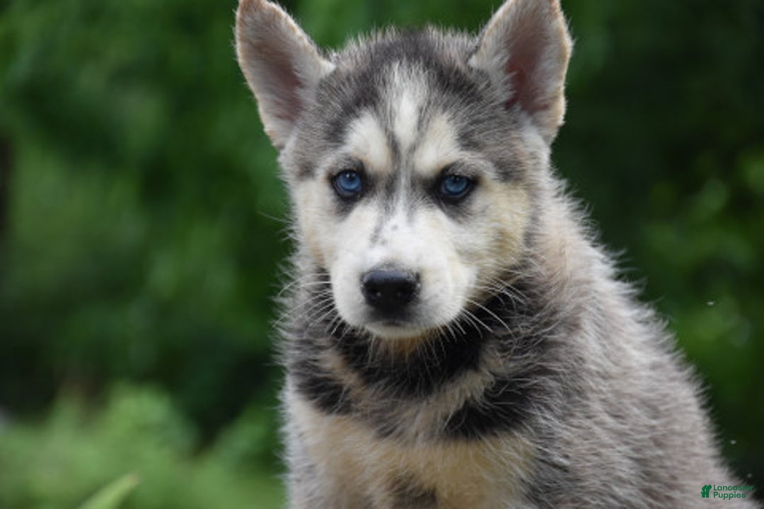 Gerberian Shepsky dogs for sale: Jude - Image 2