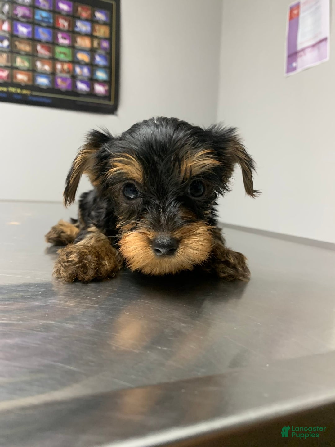 Yorkshire Terrier dogs for sale: Max - Image 10