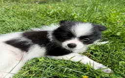 Papillon dogs for sale: Grizzle - Image 8