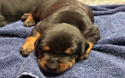 Doberman Pinscher dogs for sale: Male Puppy - Image 17