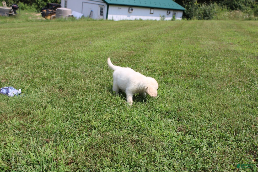 Golden Retriever dogs for sale: Caribou - Image 3