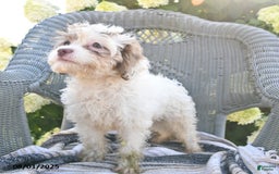 Cavapoo dogs for sale: Missie - Image 4