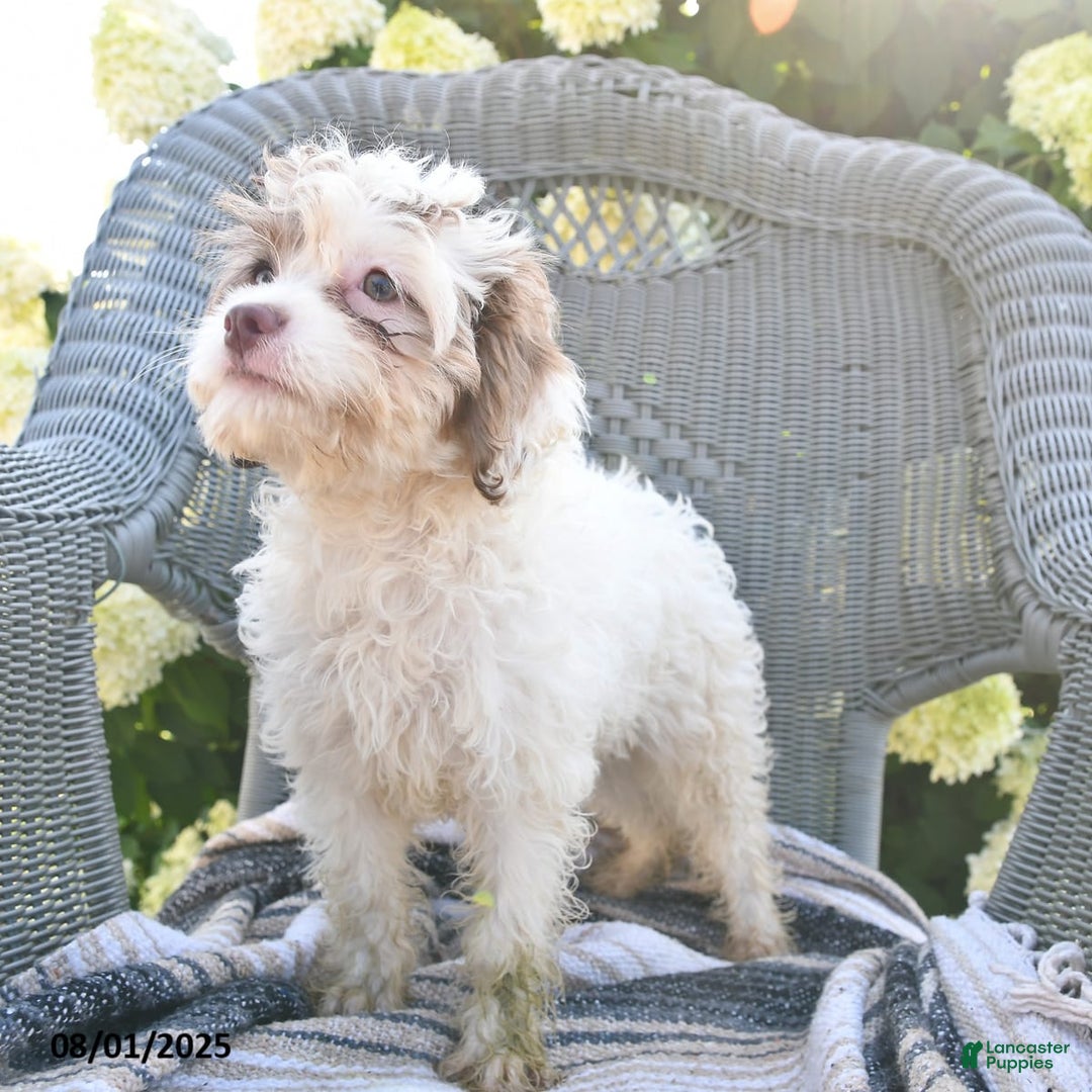 Cavapoo dogs for sale: Missie - Image 4
