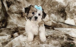 Teddy Bear dogs for sale: Toni - Image 7
