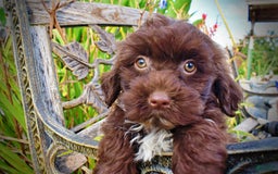 Havapoo dogs for sale: Havapoo 7 puppies - Image 5