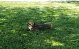 Miniature Dachshund dogs for sale: Teddy - Image 5