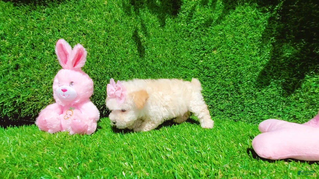 Maltipoo dogs for sale: Sunshine - Image 6