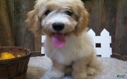 Cavachon dogs for sale: Dexter - Image 7
