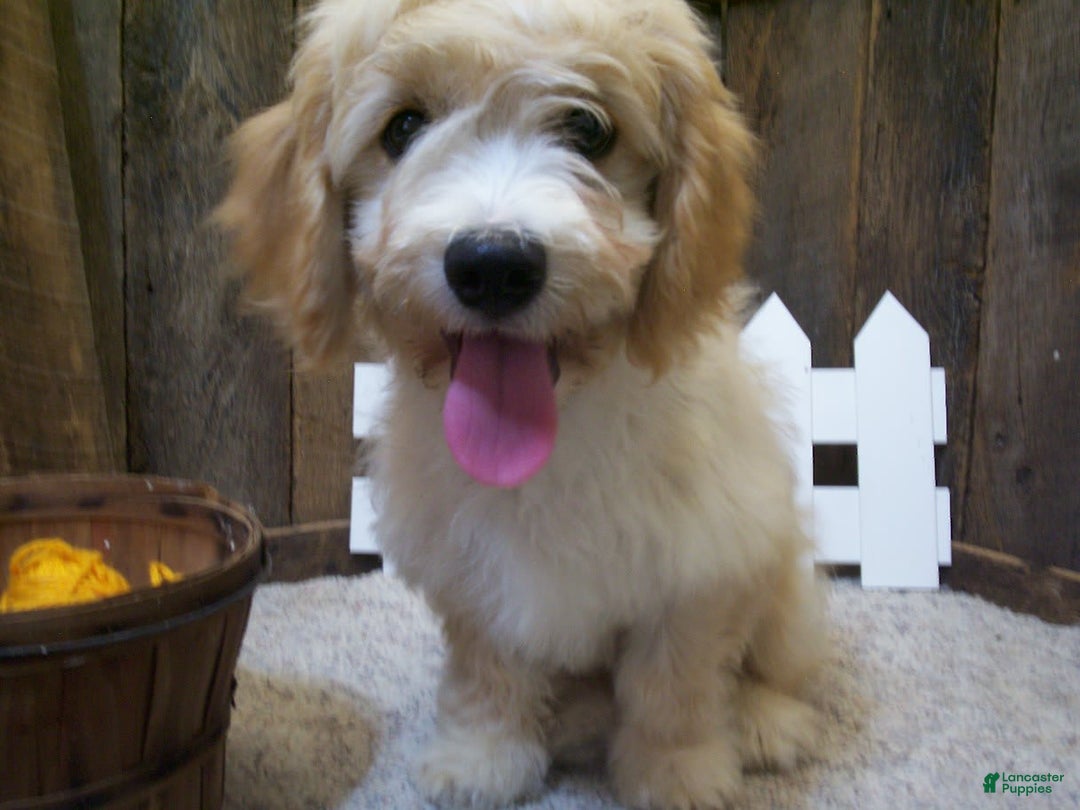 Cavachon dogs for sale: Dexter - Image 7
