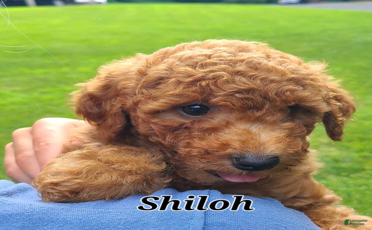 Bichpoo dogs - Advert 21