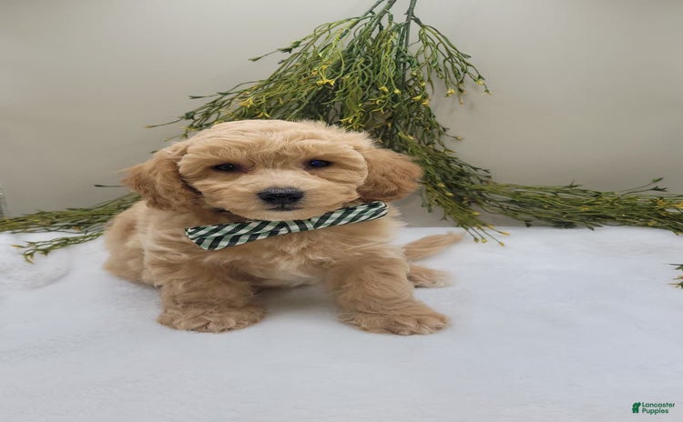 Bichpoo dogs for sale - Ad 2