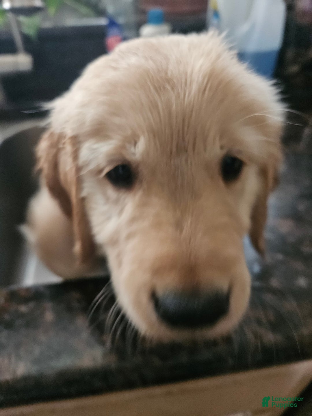 Golden Retriever dogs for sale: Peaches - Image 3