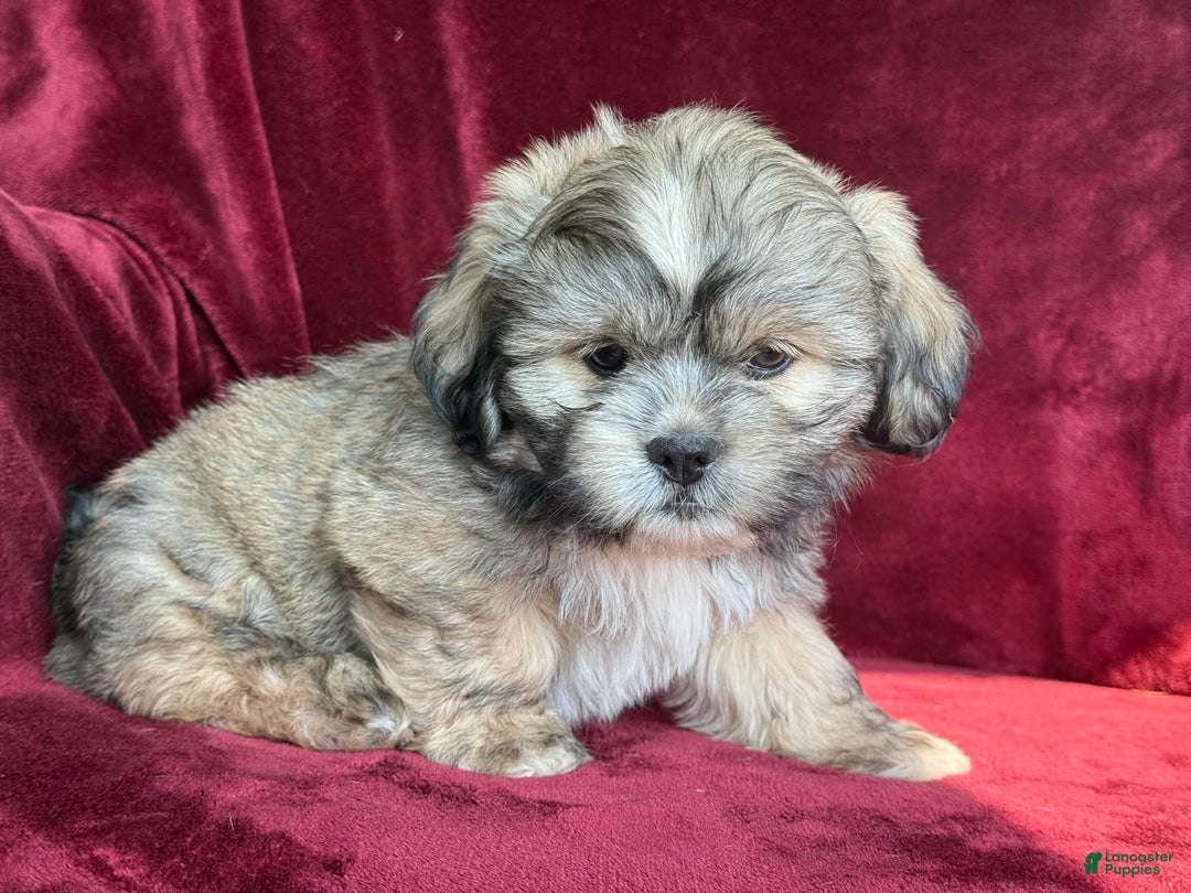 Shih Tzu dogs for sale: Dick - Image 6