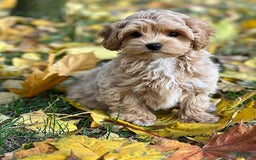 Maltipoo dogs for sale: Barny - Image 3