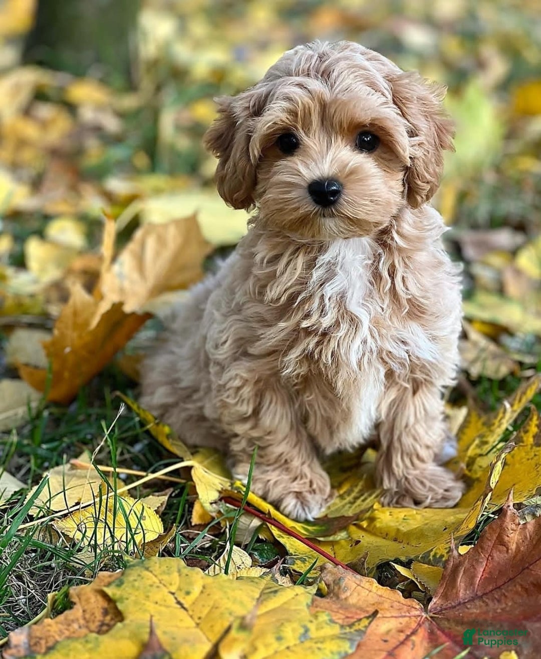 Maltipoo dogs for sale: Barny - Image 3