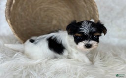 Yorkshire Terrier dogs for sale: Theo - Image 6