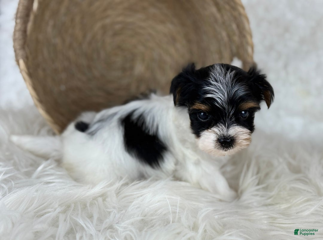 Yorkshire Terrier dogs for sale: Theo - Image 6