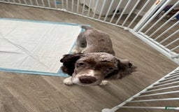 Cocker Spaniel dogs for sale: Merly Girl - Image 6