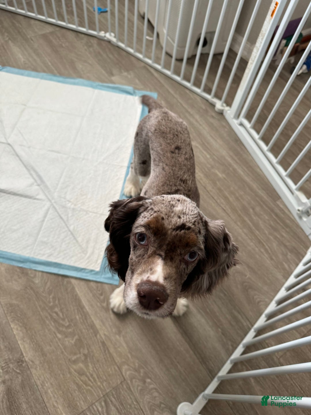 Cocker Spaniel dogs for sale: Merly Girl - Image 6