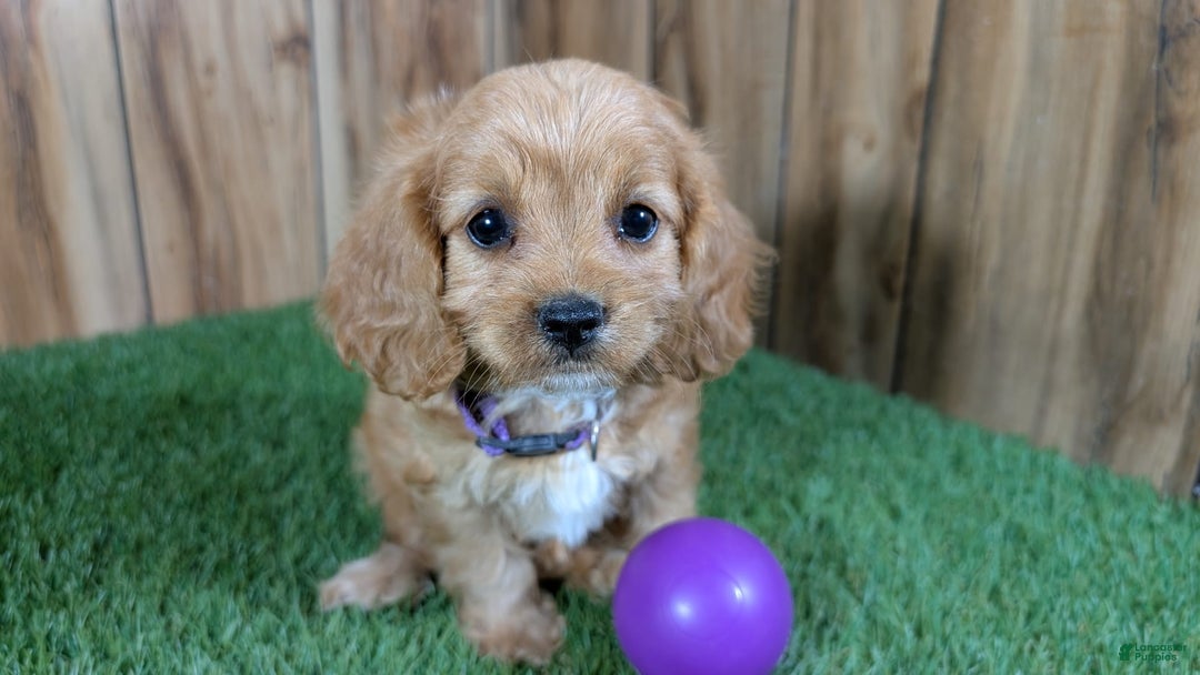 Cavapoo dogs for sale: Fiona Girl 2 - Image 8