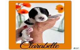 Bernedoodle dogs for sale: Clarabelle - Image 4