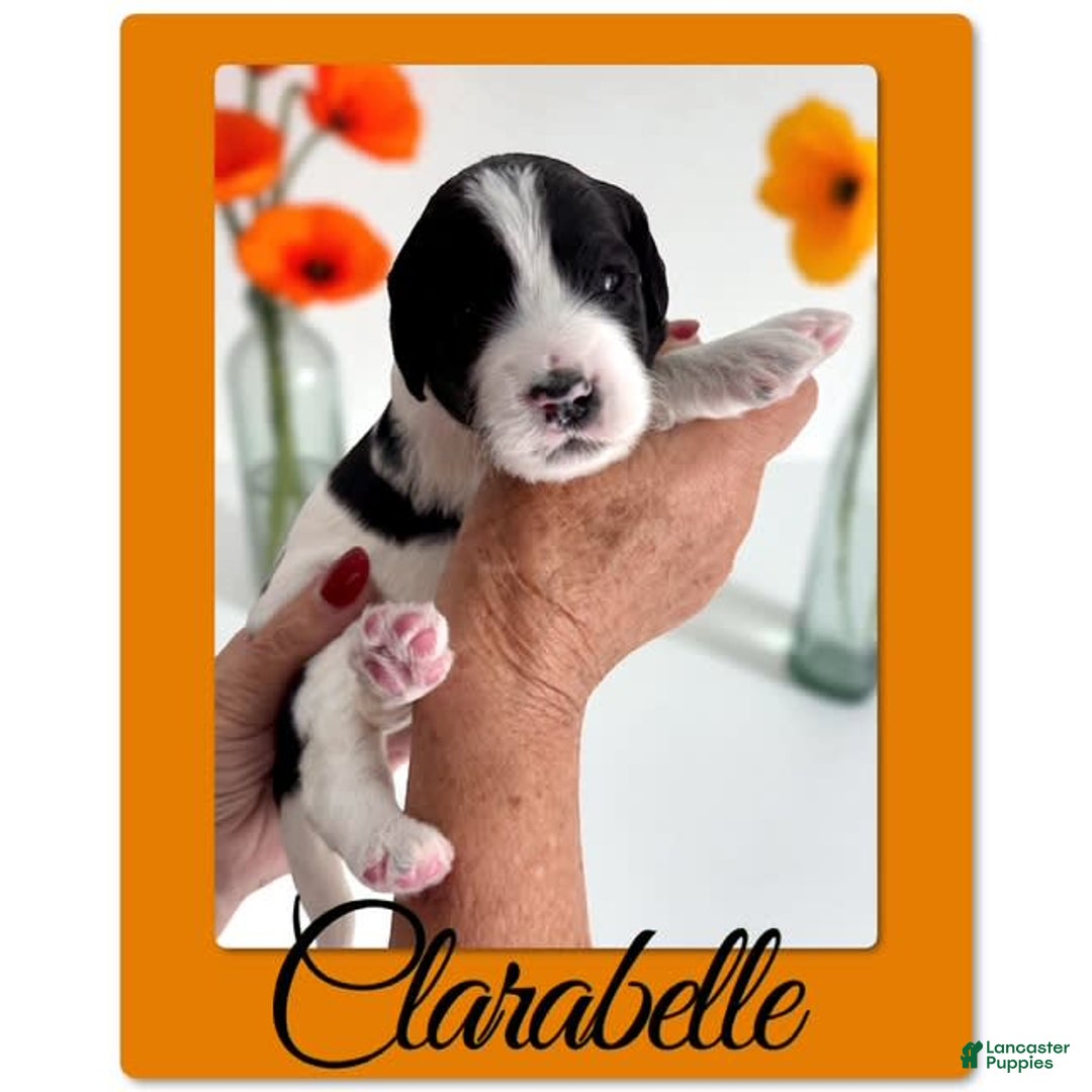Bernedoodle dogs for sale: Clarabelle - Image 4