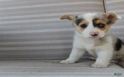 Welsh Corgi Pembroke dogs for sale: Luna - Image 11