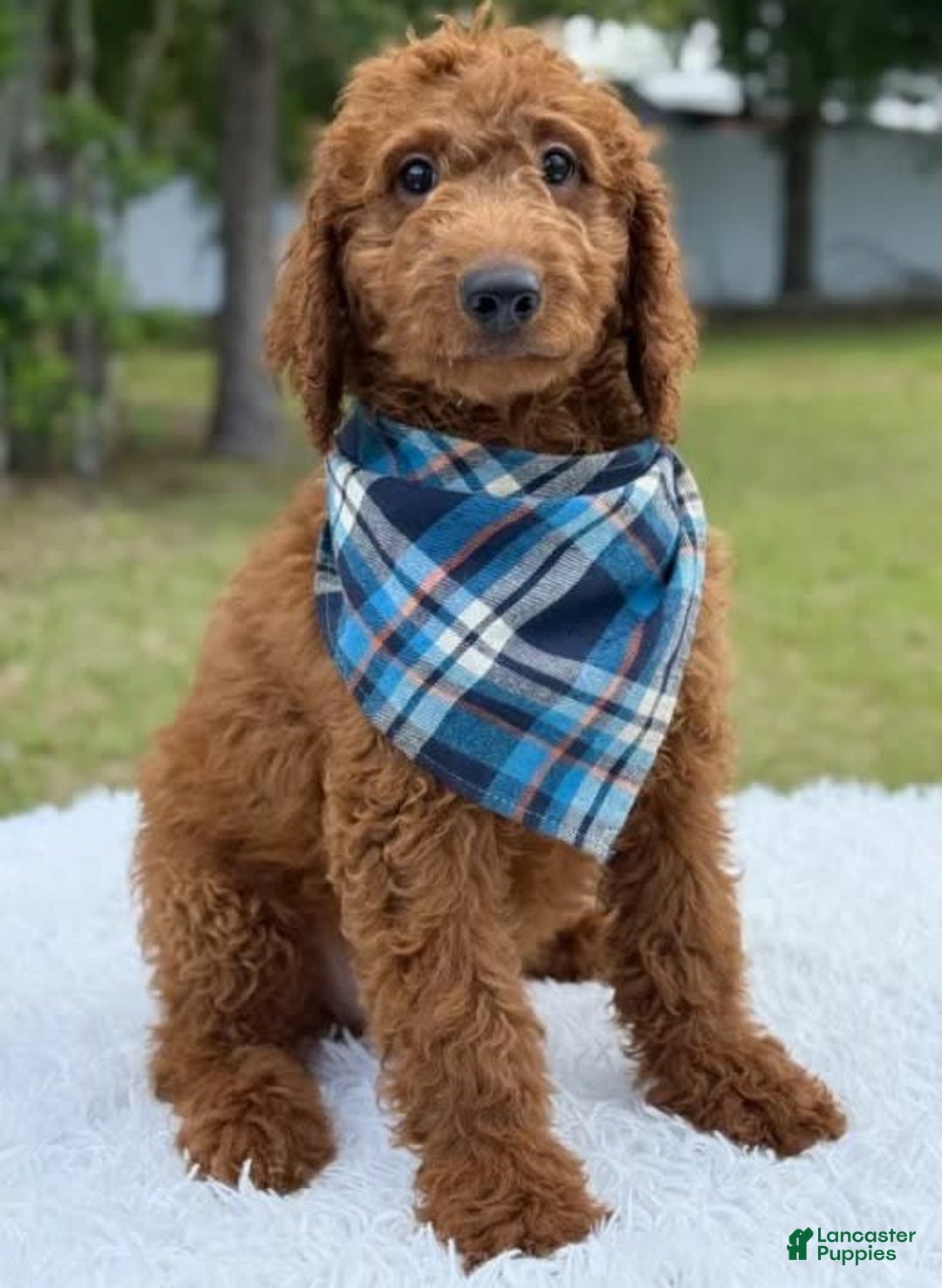 Goldendoodle dogs for sale: Coby - Image 5