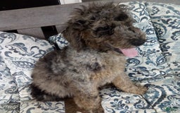 Goldendoodle dogs for sale: Zoey - Merle Color - Image 4