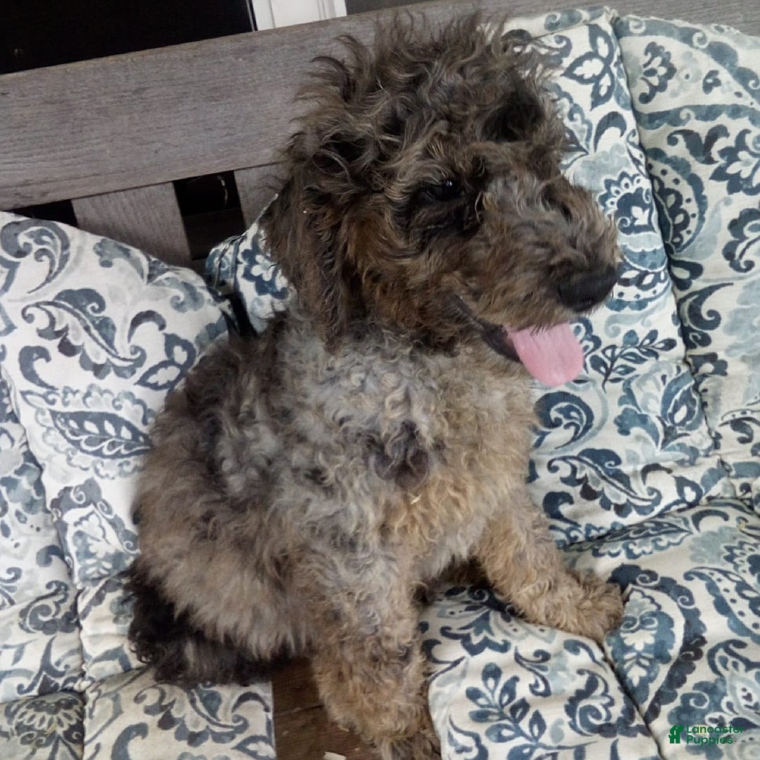 Goldendoodle dogs for sale: Zoey - Merle Color - Image 4
