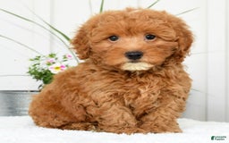 Mini Goldendoodle dogs for sale: Harver - Image 2